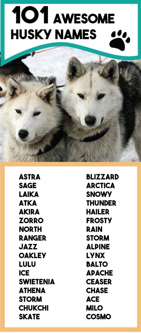 cute names for husky|cute husky names for boys.